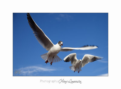 Nice BdA Mouettes IMG_5014.jpg