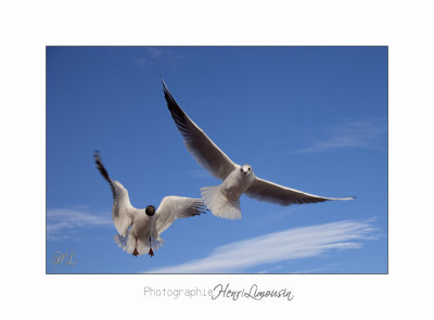 Nice BdA Mouettes IMG_5018.jpg