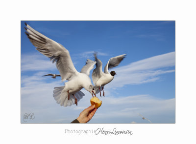 Nice BdA Mouettes IMG_5061.jpg