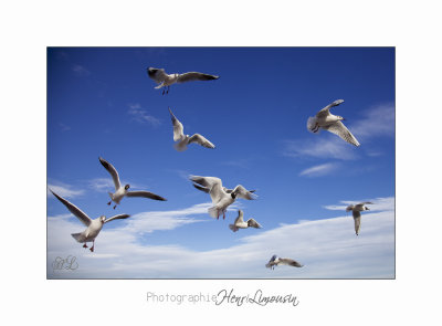 Nice bda mouettes IMG_5002.jpg