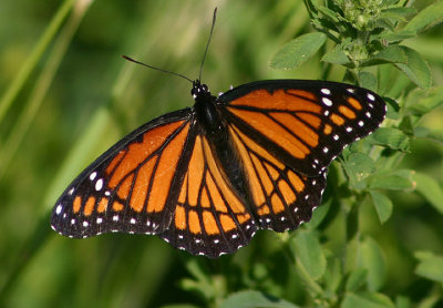 Limenitis archippus archippus; Viceroy