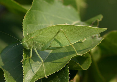 Microcentrum rhombifolium; Greater Angle-wing Katydid