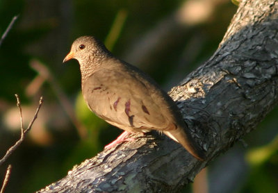 Common Ground-Dove; female