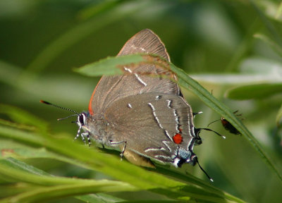 Parrhasius m-album; White M Hairstreak