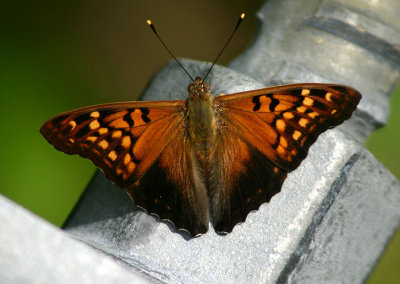 Asterocampa clyton; Tawny Emperor; male