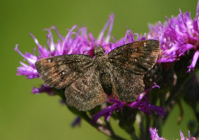 Staphylus hayhurstii; Hayhurst's Scallopwing