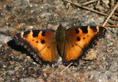 Nymphalis californica; California Tortoiseshell