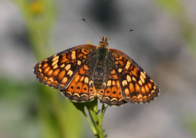 Phyciodes pulchella; Field Crescent