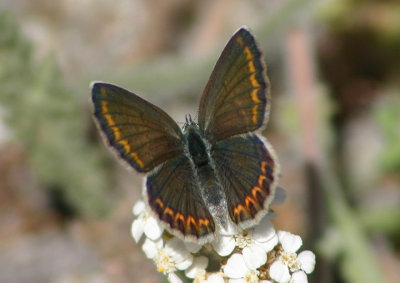 Plebejus melissa; Melissa Blue; female