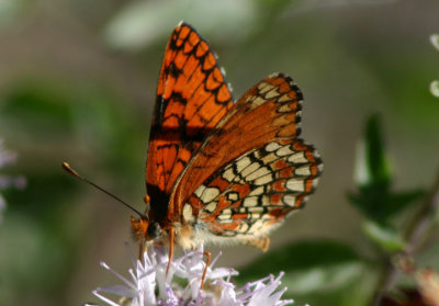 Chlosyne palla; Northern Checkerspot