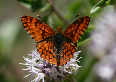 Chlosyne palla; Northern Checkerspot