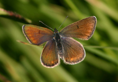 Plebejus saepiolus; Greenish Blue; female