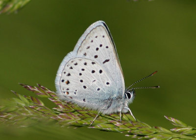 Plebejus saepiolus; Greenish Blue; male