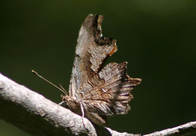 Polygonia gracilis; Hoary Comma