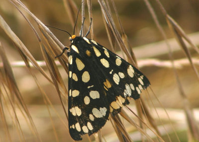 8163 - Platyprepia virginalis; Ranchman's Tiger Moth