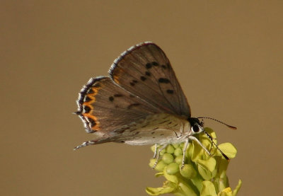 Lycaena xanthoides; Great Copper; female