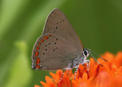 Satyrium titus; Coral Hairstreak; male