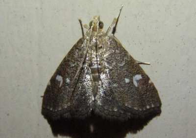 4857 - Nephrogramma reniculalis; Kidney Moth 
