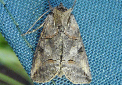 8881 - Abrostola urentis; Spectacled Nettle Moth