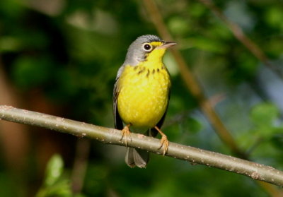 Canada Warbler