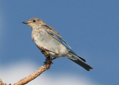 Mountain Bluebird; juvenile