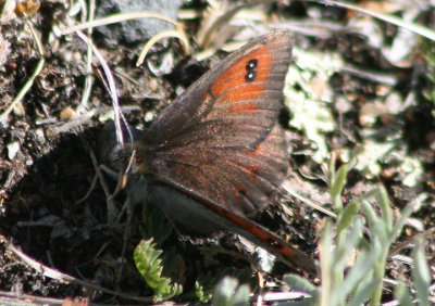 Erebia callias; Colorado Alpine