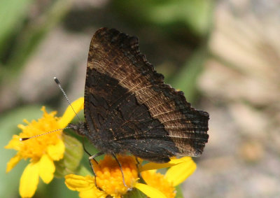 Aglais milberti; Milbert's Tortoiseshell