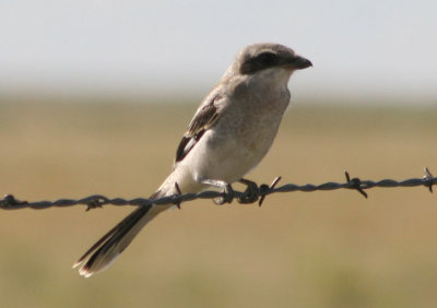 Loggerhead Shrike; juvenile