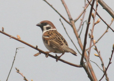 Eurasian Tree Sparrow; exotic