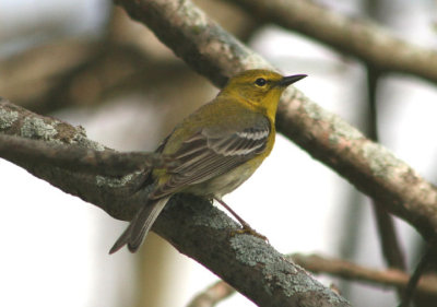 Pine Warbler; male