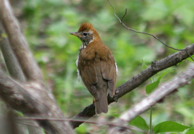 Wood Thrush