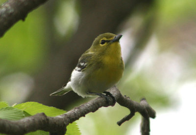 Yellow-throated Vireo 