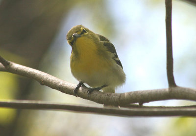 Yellow-throated Vireo 