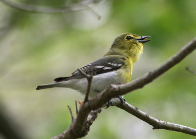 Yellow-throated Vireo