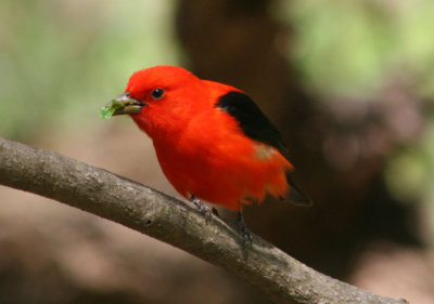 Scarlet Tanager; breeding male 
