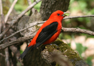 Scarlet Tanager; breeding male 
