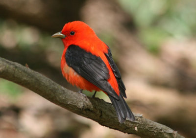 Tanagers and Allies