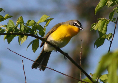 Yellow-breasted Chat 