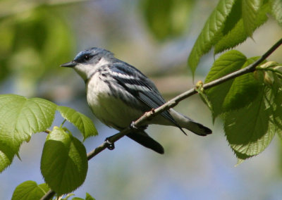 Cerulean Warbler; male