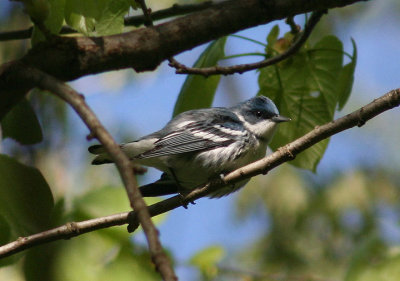 Cerulean Warbler; male