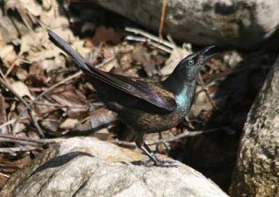 Common Grackle; female