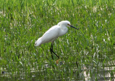 Snowy Egret