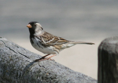 Harris's Sparrow; breeding