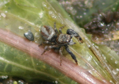 Marpissa formosa; Jumping Spider species