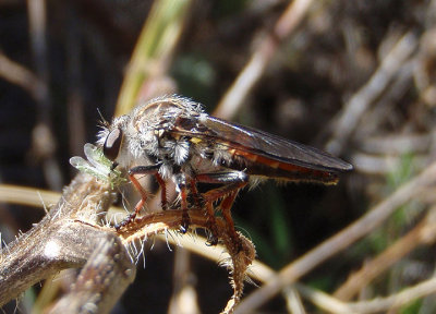 Heteropogon Robber Fly species