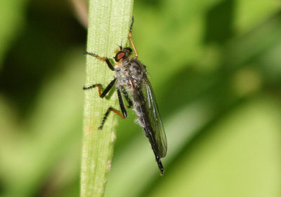 Neoitamus flavofemoratus; Robber Fly species