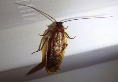 Parcoblatta virginica; Wood Cockroach species