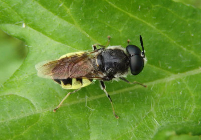 Stratiomys Soldier Fly species