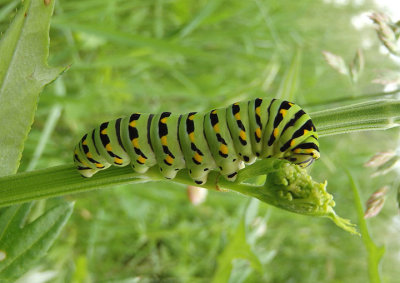 Papilio polyxenes; Black Swallowtail caterpillar