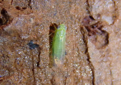 Empoasca fabae; Potato Leafhopper